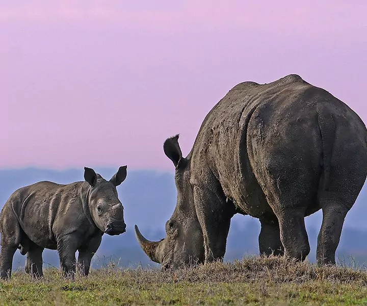 Big Five-safari