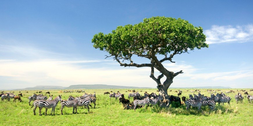 zebra serengeti