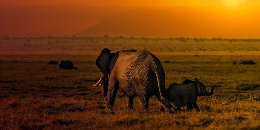 Amboseli