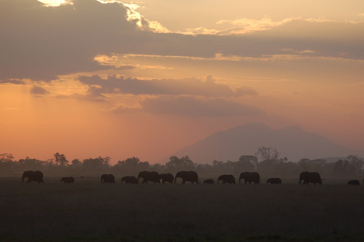 Olifanten in Amboseli National Park met de Kilimanjaro op de achtergrond