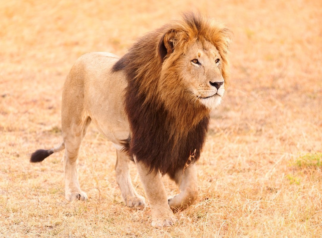 Leeuw in de Masai Mara