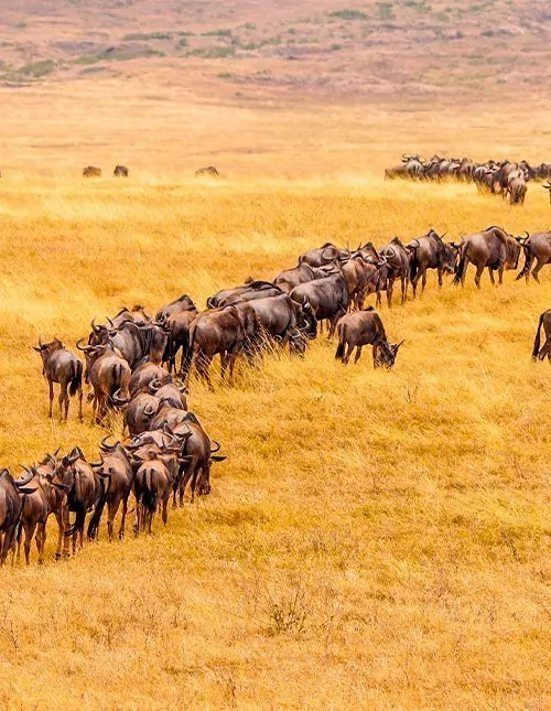 Karibu Kenia & strandvakantie in Mombasa