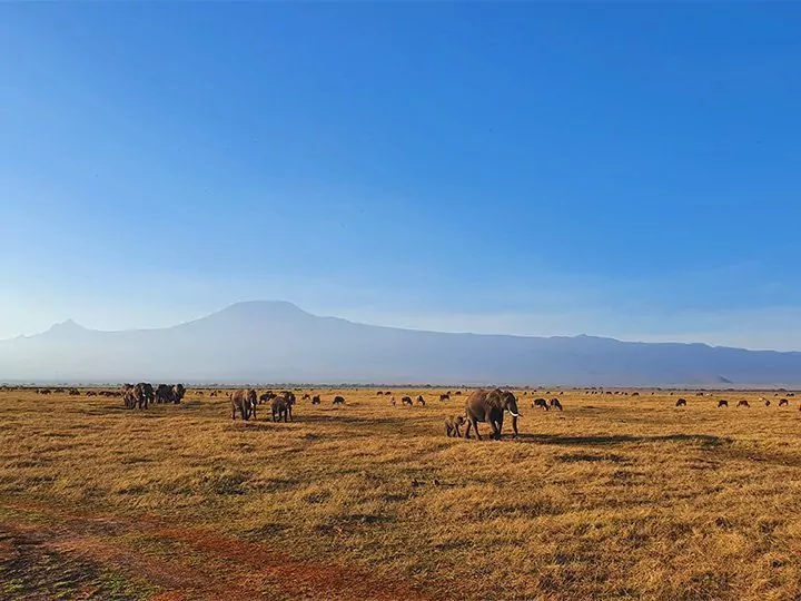 Karibu Kenia-safari