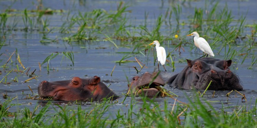 nijlpaarden, Chobe