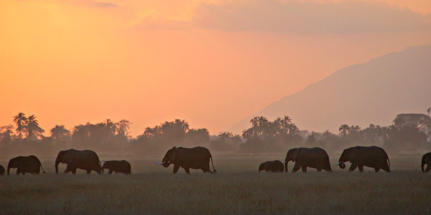 Olifant familie