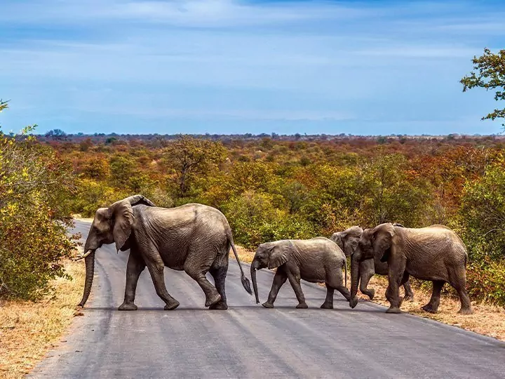 Kruger-safari, Kaapstad & Tuinroute