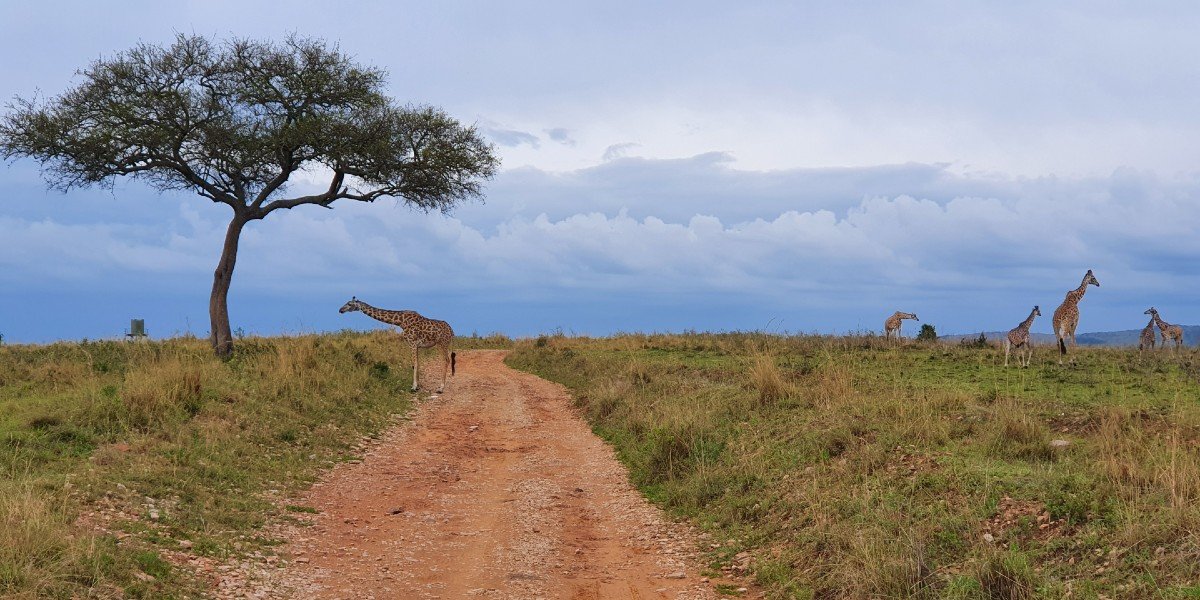 giraffen in masai mara