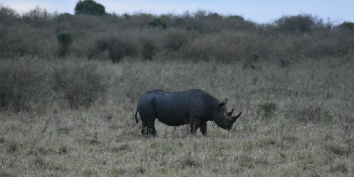 een zwarte neushoorn