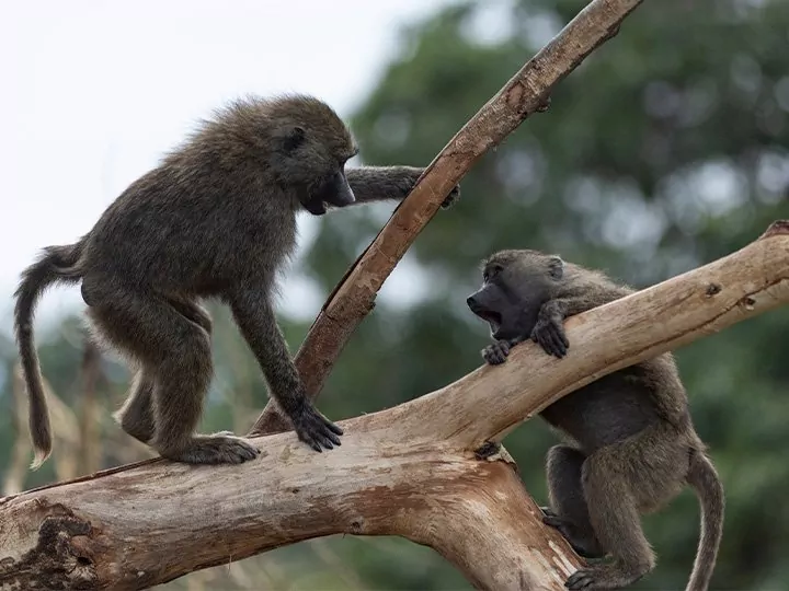 Gezinssafari in Tanzania