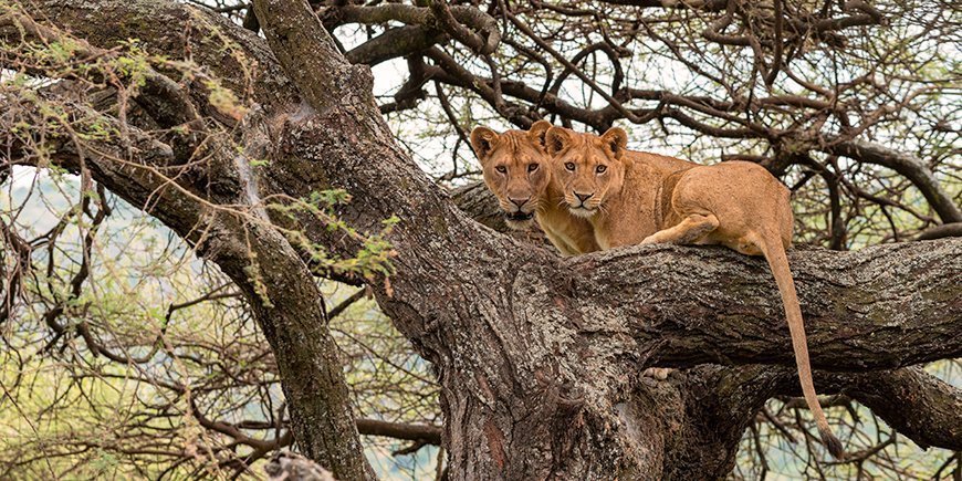 Boomklimmende leeuwen in Lake Manyara