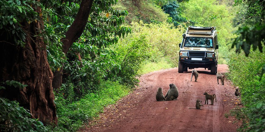 Bavianen op de weg in Lake Manyara National Park