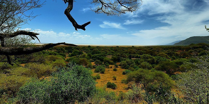 Het bos in Lake Manyara National Park