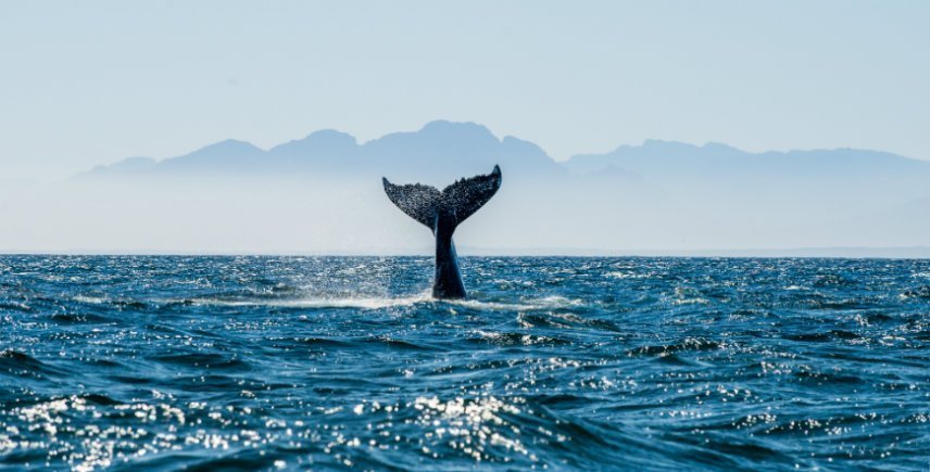 Walvissen in False Bay in Zuid-Afrika