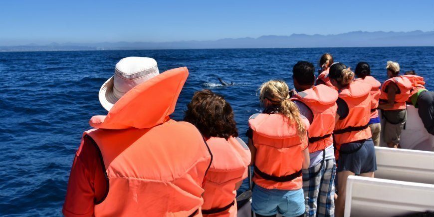 Walvissafari vanaf de boot in Zuid-Afrika