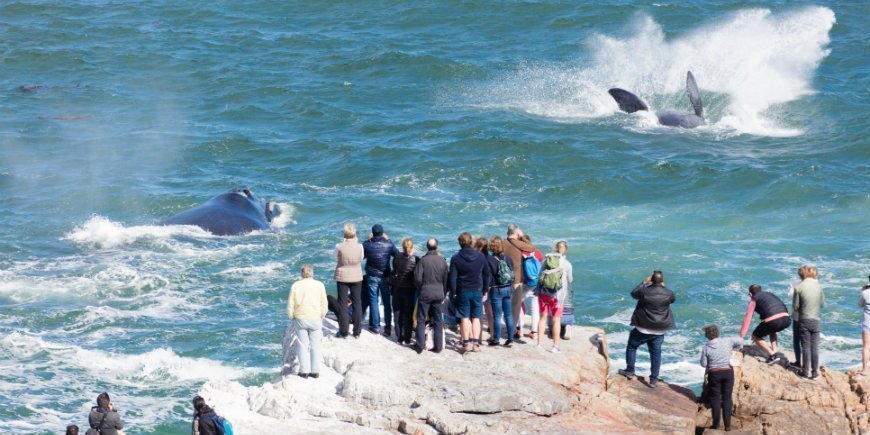 Walvissafari in Hermanus in Zuid-Afrika