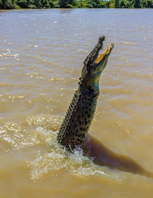 Darwin, Sydney en Cairns