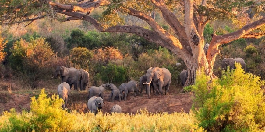 Kudde olifanten in het Krugerpark