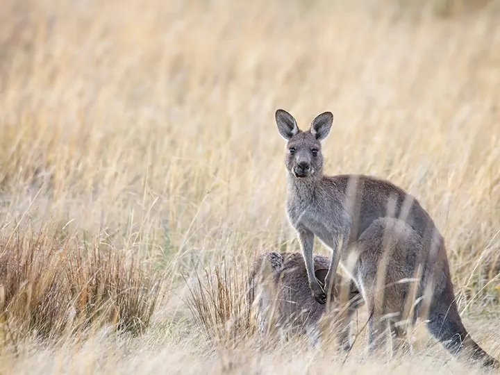 Australië