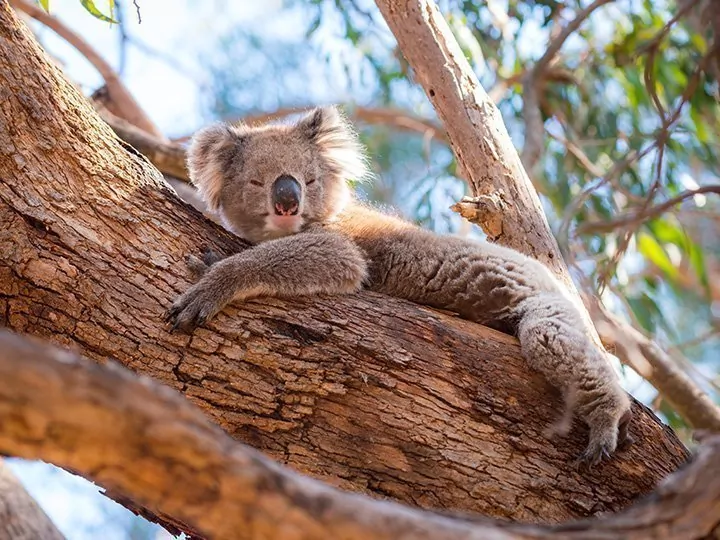 De grote Australië rondreis