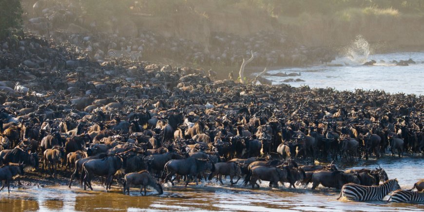 Gnoes die de Mara-rivier oversteken in Kenia
