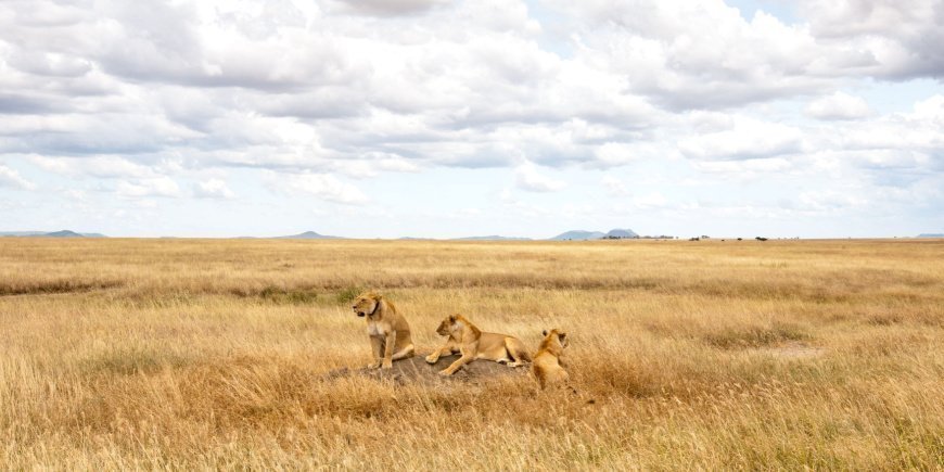 Leeuwen op de savanne in Serengeti