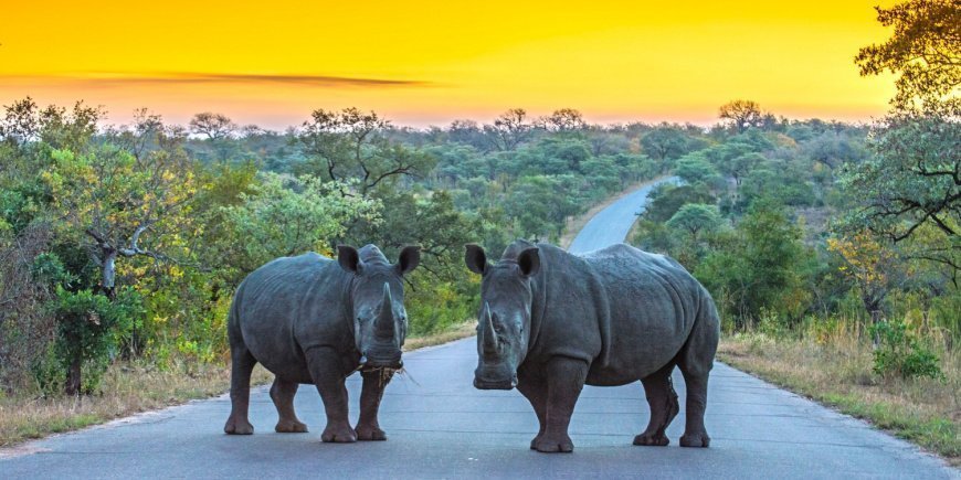 Twee neushoorns op de weg in het Krugerpark