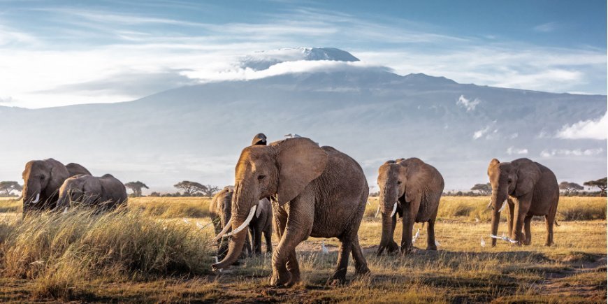 Olifanten in Nationaal park Amboseli met de Kilimanjaro op de achtergrond 