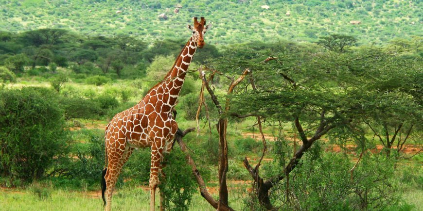 Giraf in het groene landschap van Samburu