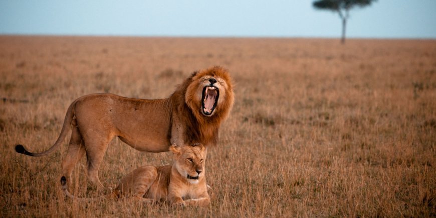 Leeuw en leeuwin in Masai Mara in Kenia 