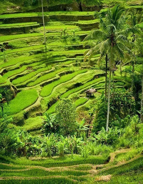 Hoogtepunten van Bali