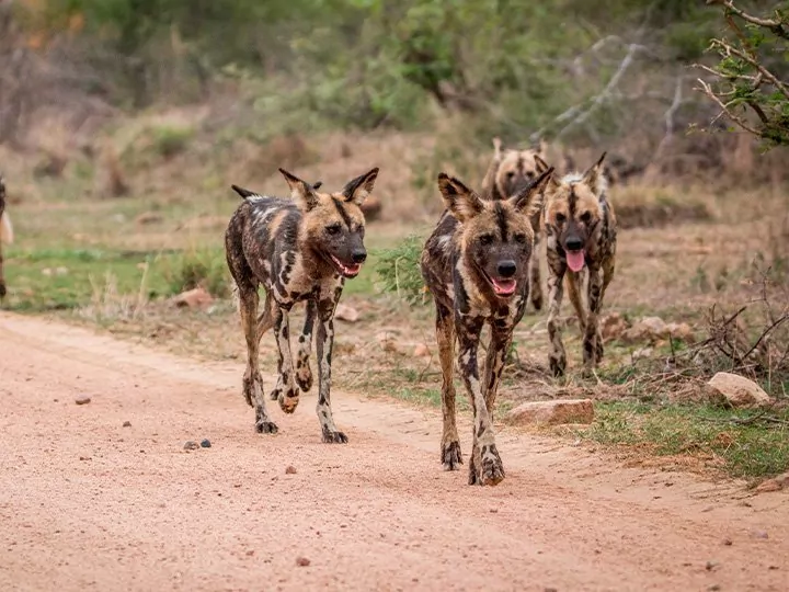 Safari in het Krugerpark