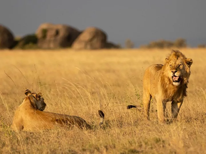 Safari in de Serengeti