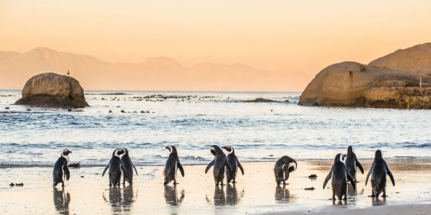 Pinguïns bij Boulders Beach in Kaapstad