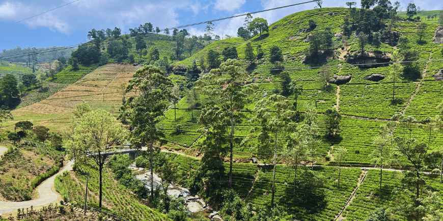 theeplantage in sri lanka