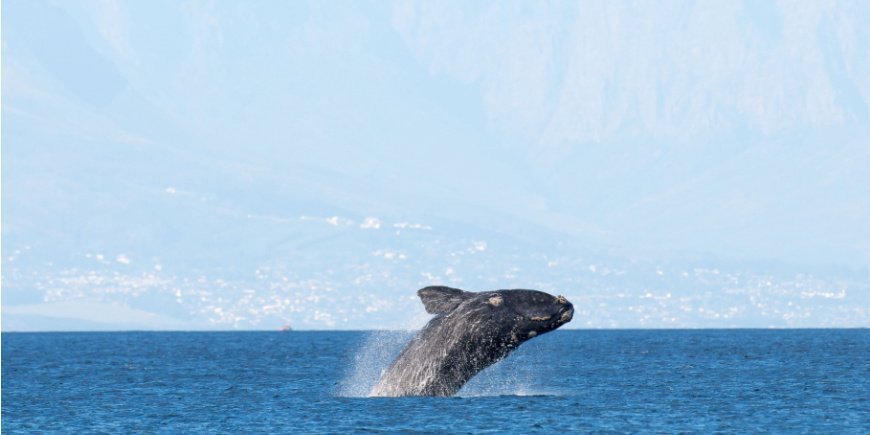 Een walvis komt naar boven in False Bay in Kaapstad, Zuid Afrika