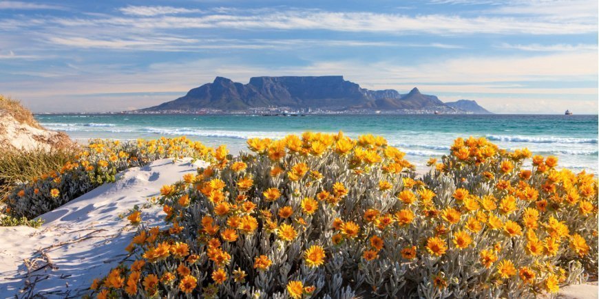 Voorjaarsbloemen voor de Tafelberg in Kaapstad