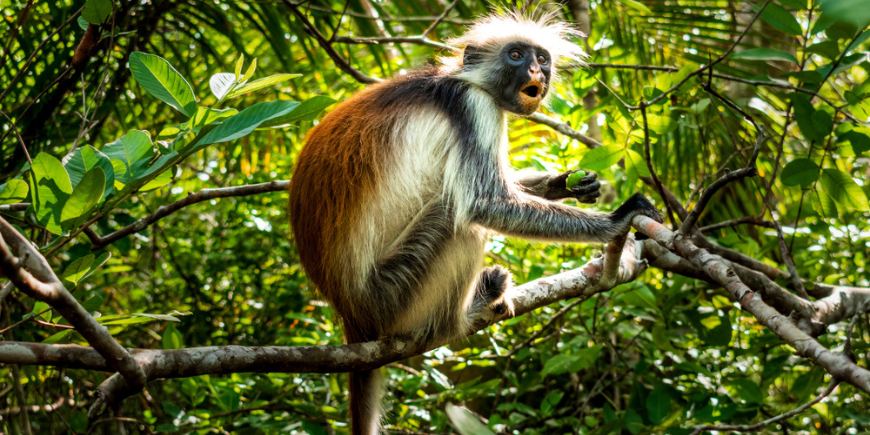 Rode franjeapen in Jozani Forest in Zanzibar 