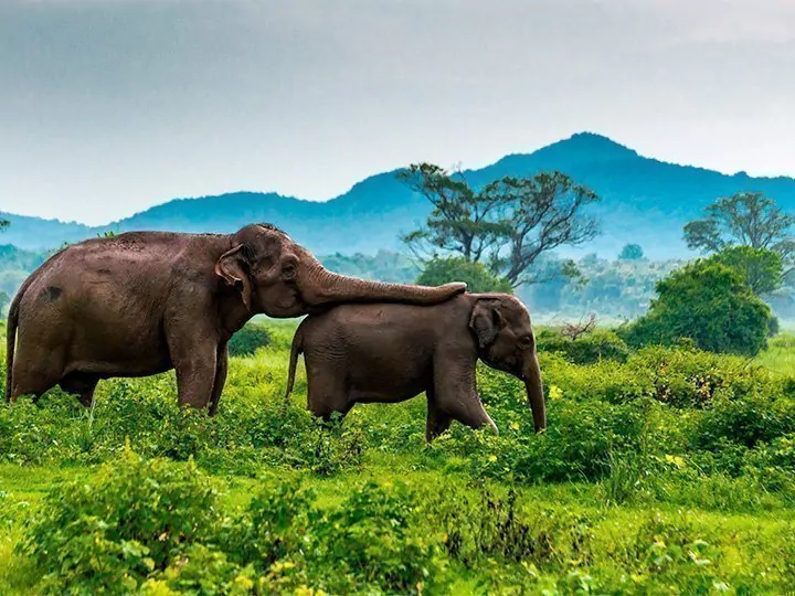 Sri Lanka - Reisinformatie