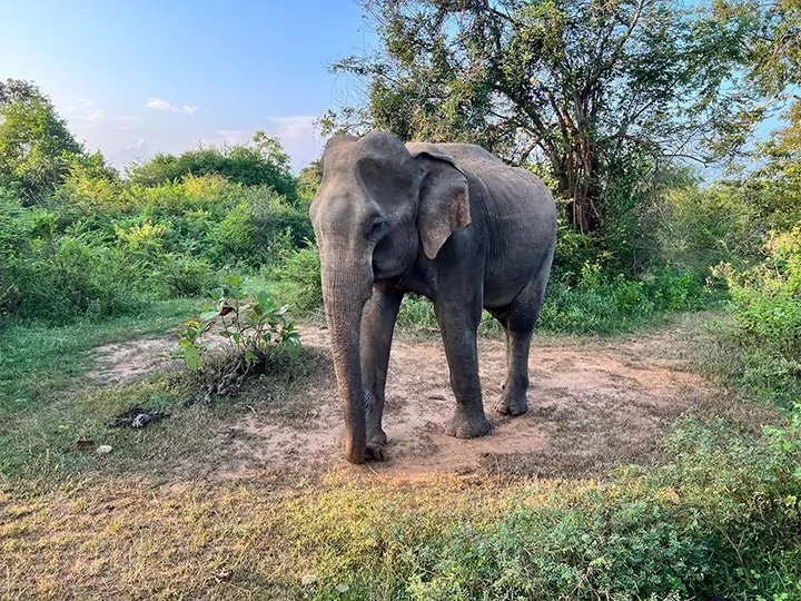 Het beste van Sri Lanka