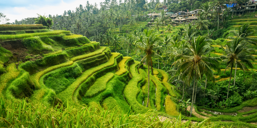 Tegalalang rijstterras op Bali