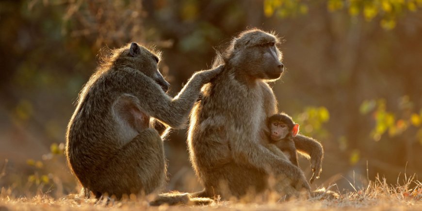 Baviaan in het Krugerpark