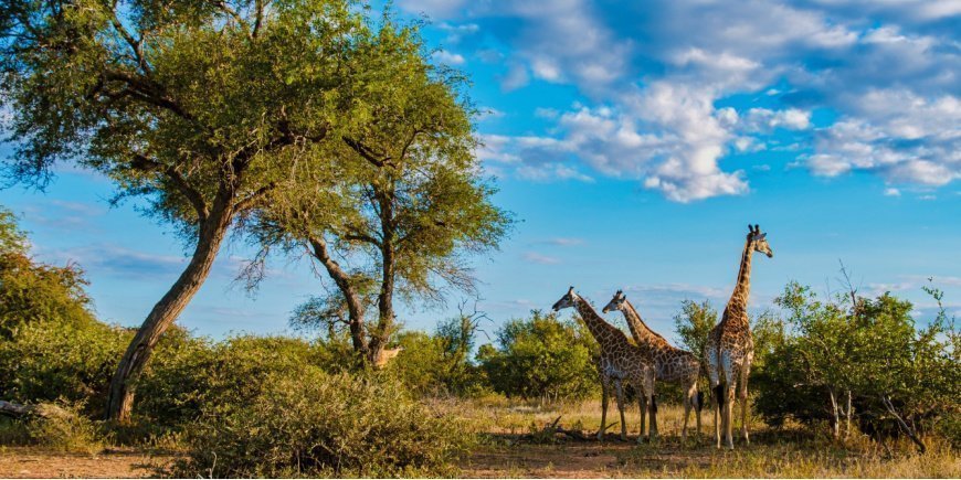 Giraffen in Zuid-Afrika