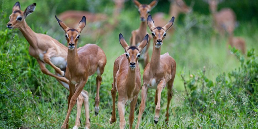 Een kudde impala's in Zuid-Afrika