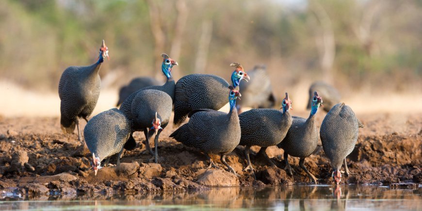 Parelhoenders in Botswana