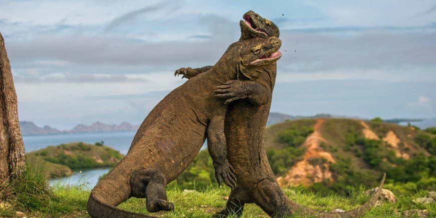 Twee vechtende Komodovaranen op Komodo eiland