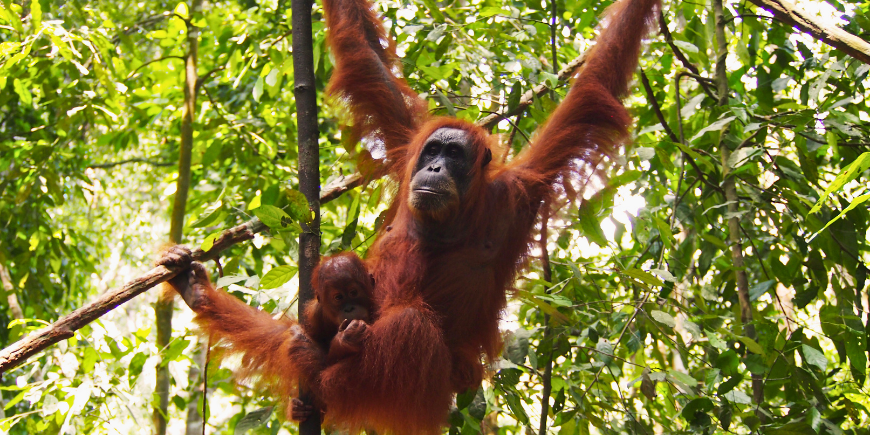 Orang-oetan hangend aan boom in regenwoud van Sumatra 