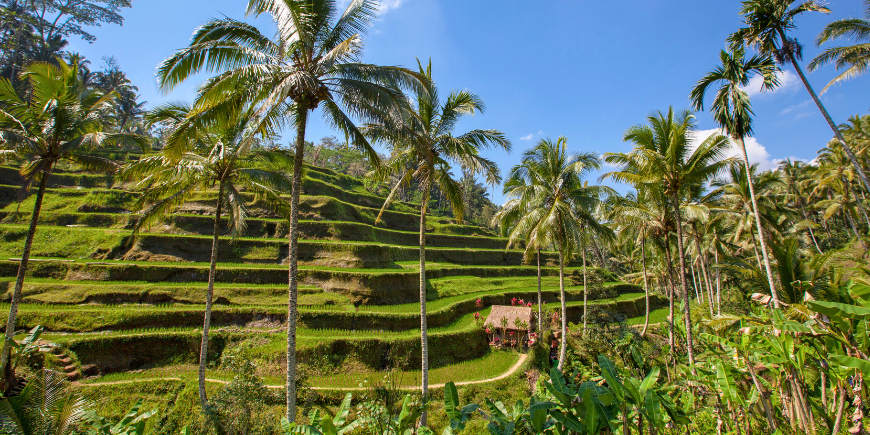 Tegallalang rijstterras op Bali, Indonesië