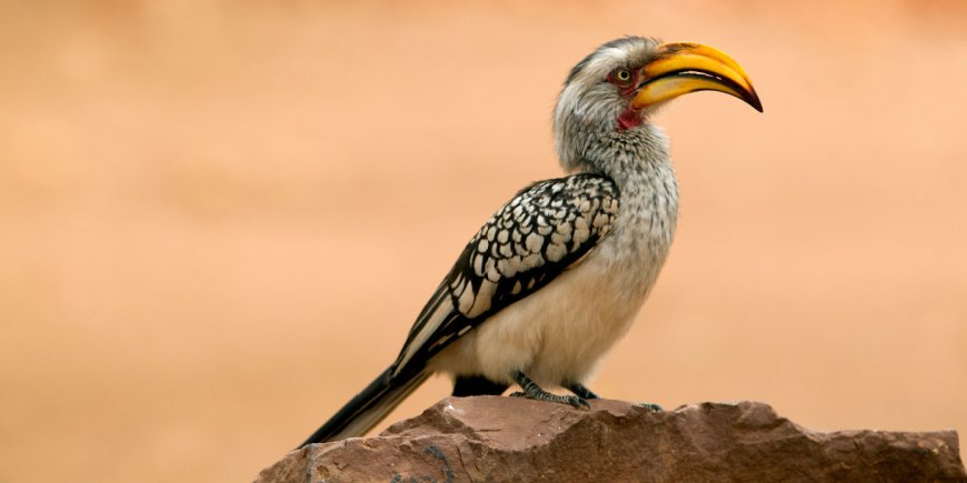 Neushoornvogel in het Krugerpark