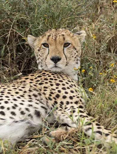 Dierenwelzijn, Alle landen