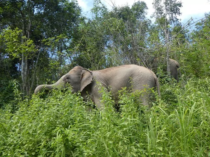 De olifanten in ChangChill, Thailand